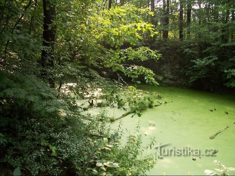 Ponds: A complex of ponds near the signpost