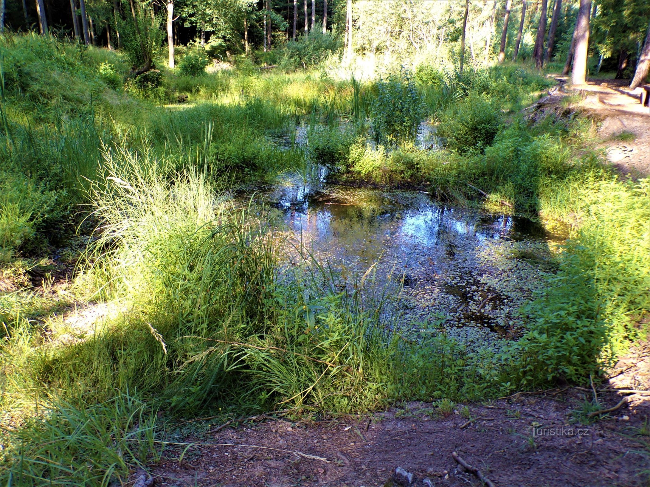 Sjön under byn (Hradec Králové, 30.7.2021/XNUMX/XNUMX)