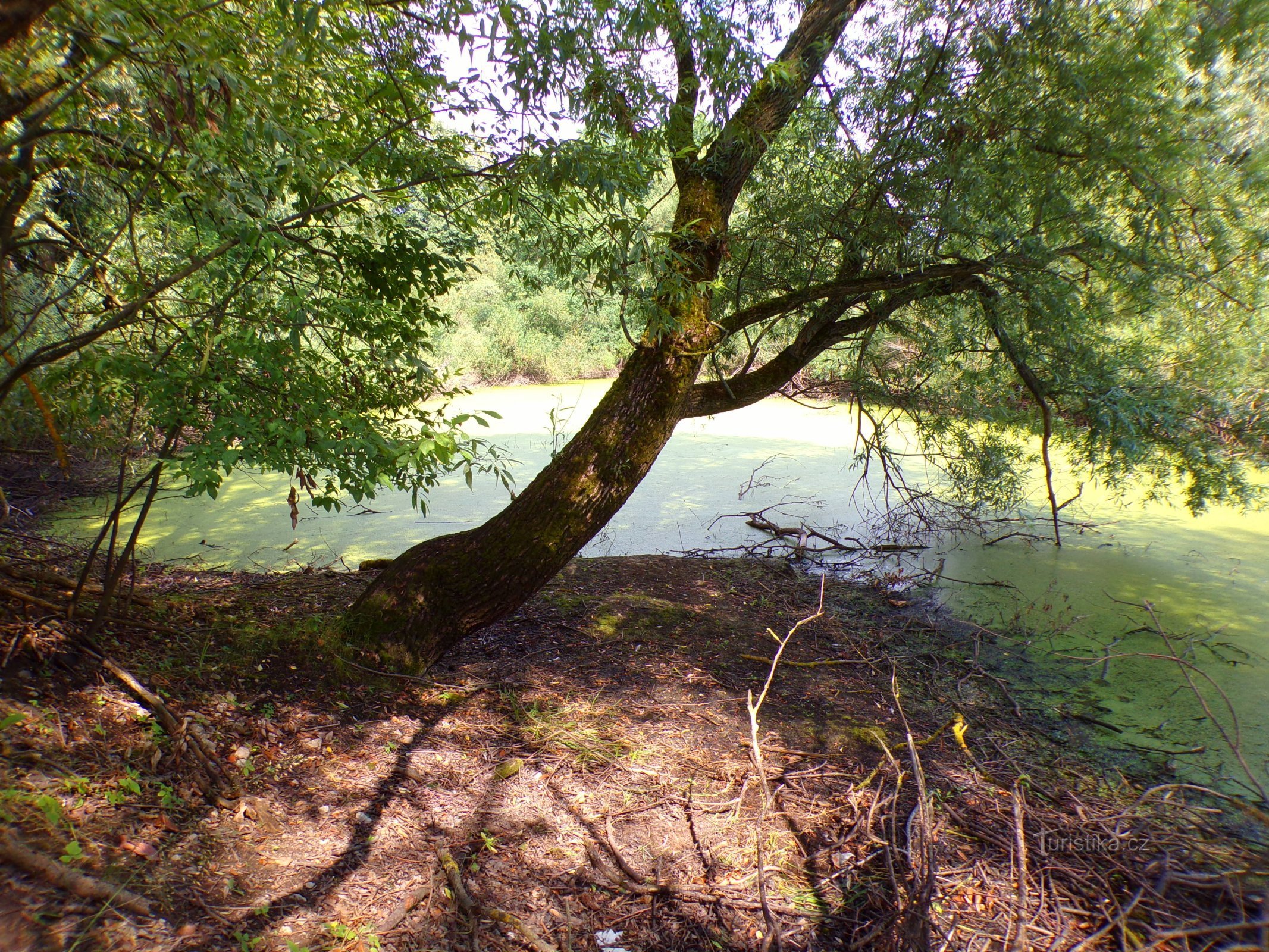 Lago en la localidad de Hlinka (Nepasice, 31.7.2022)