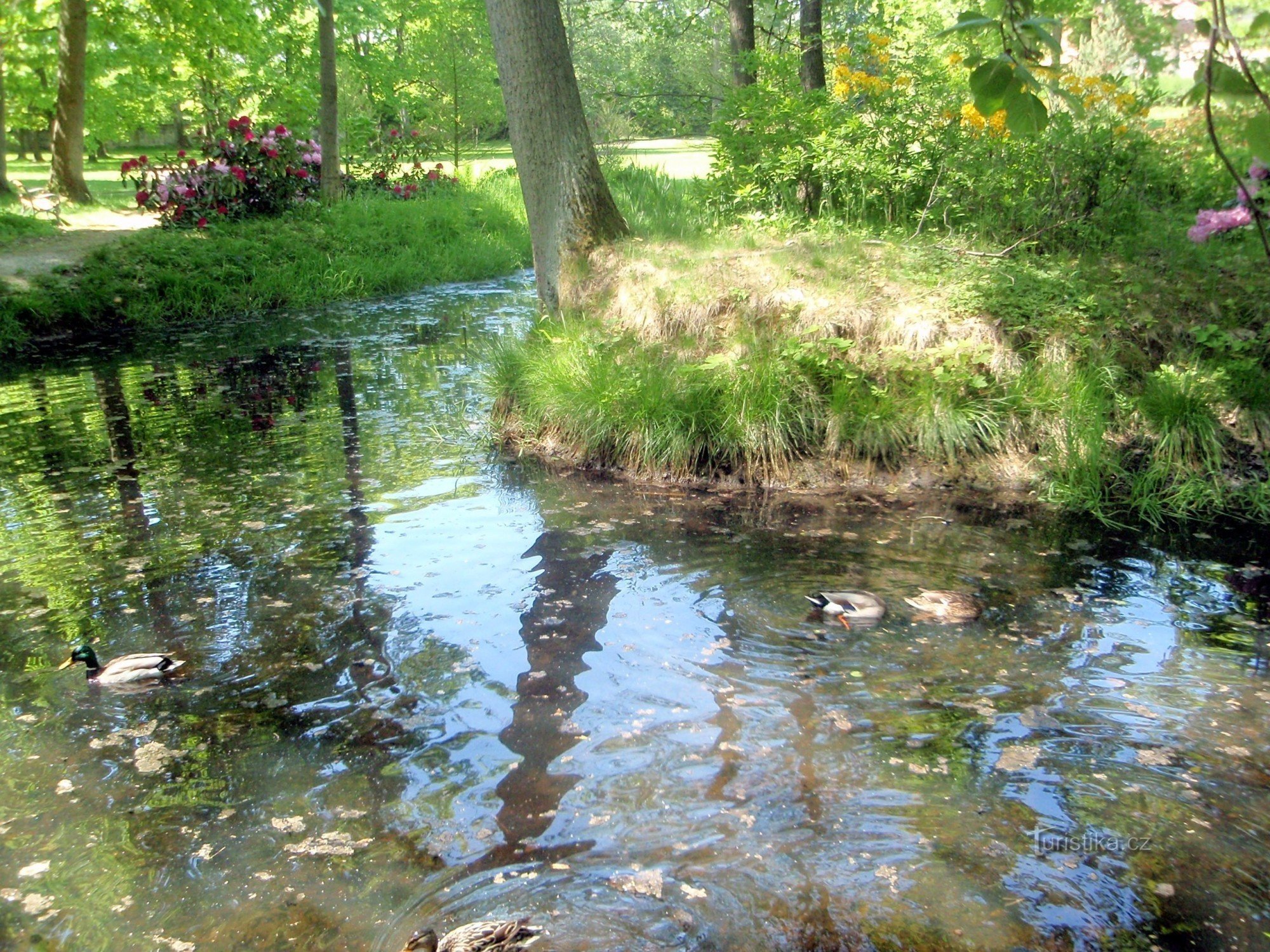 Stagno nel parco