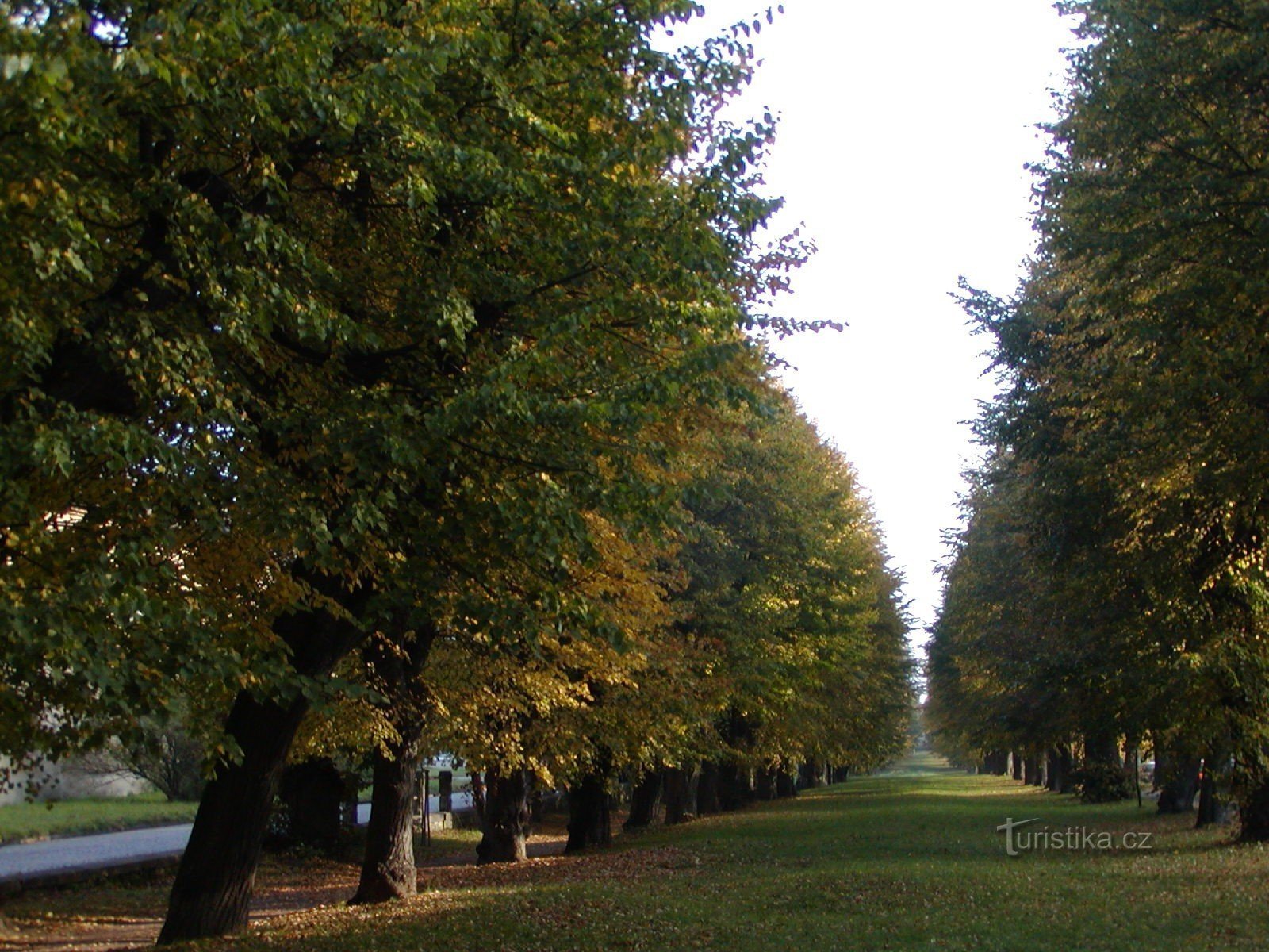 Jičín - drvored lipa