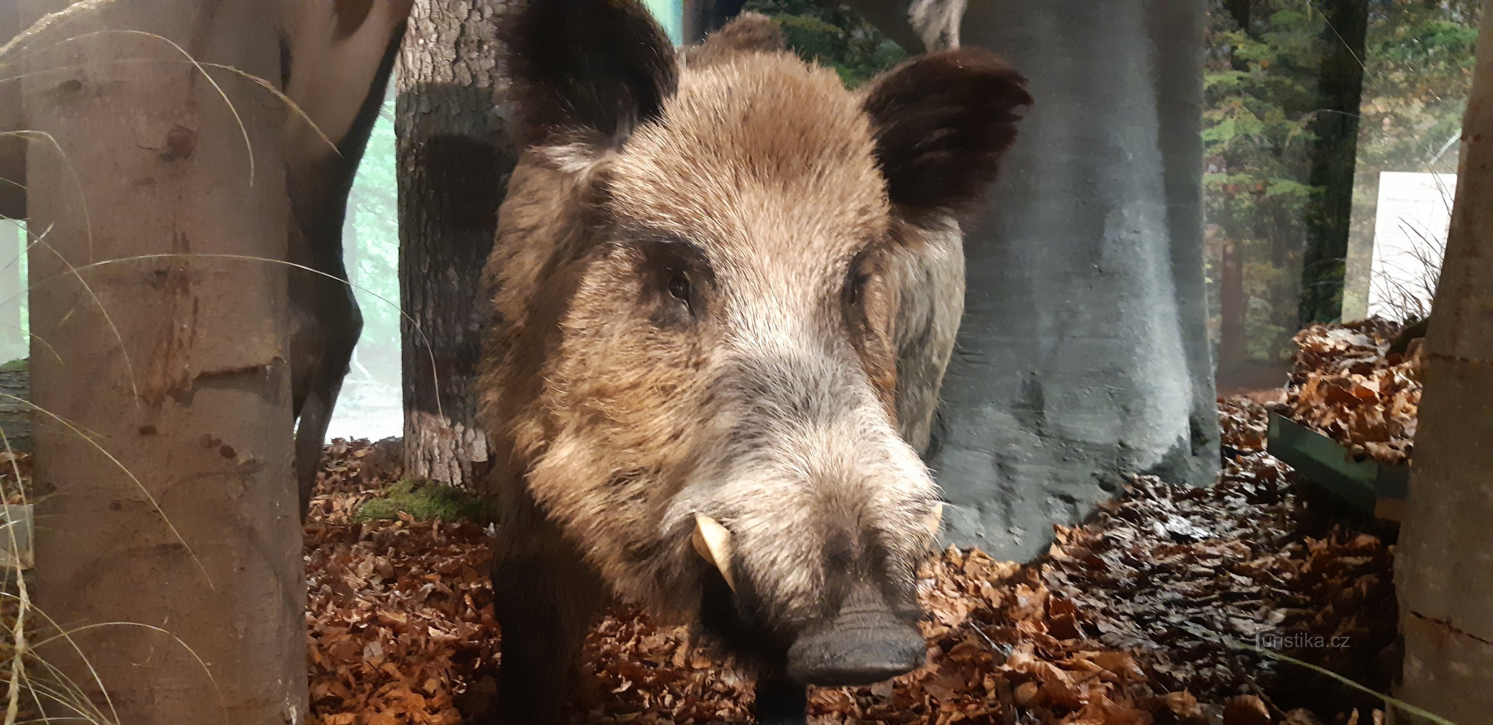 チェスケー ブジェヨヴィツェ南ボヘミア博物館