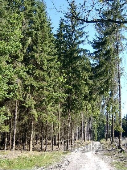 Marginea de sud-est a parcului