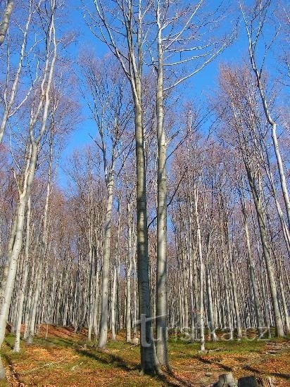 Varauksen kaakkoisrinne