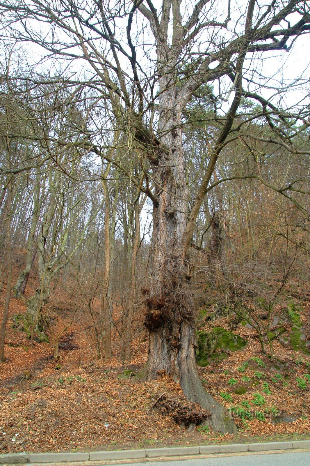 Orme près d'Adast