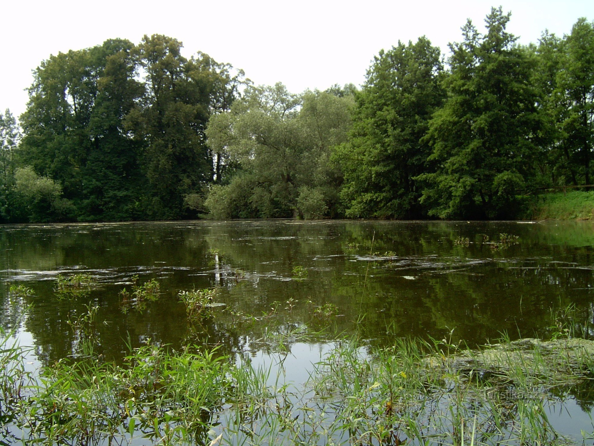 Jílovecký dam, til venstre en gruppe minde-lindetræer