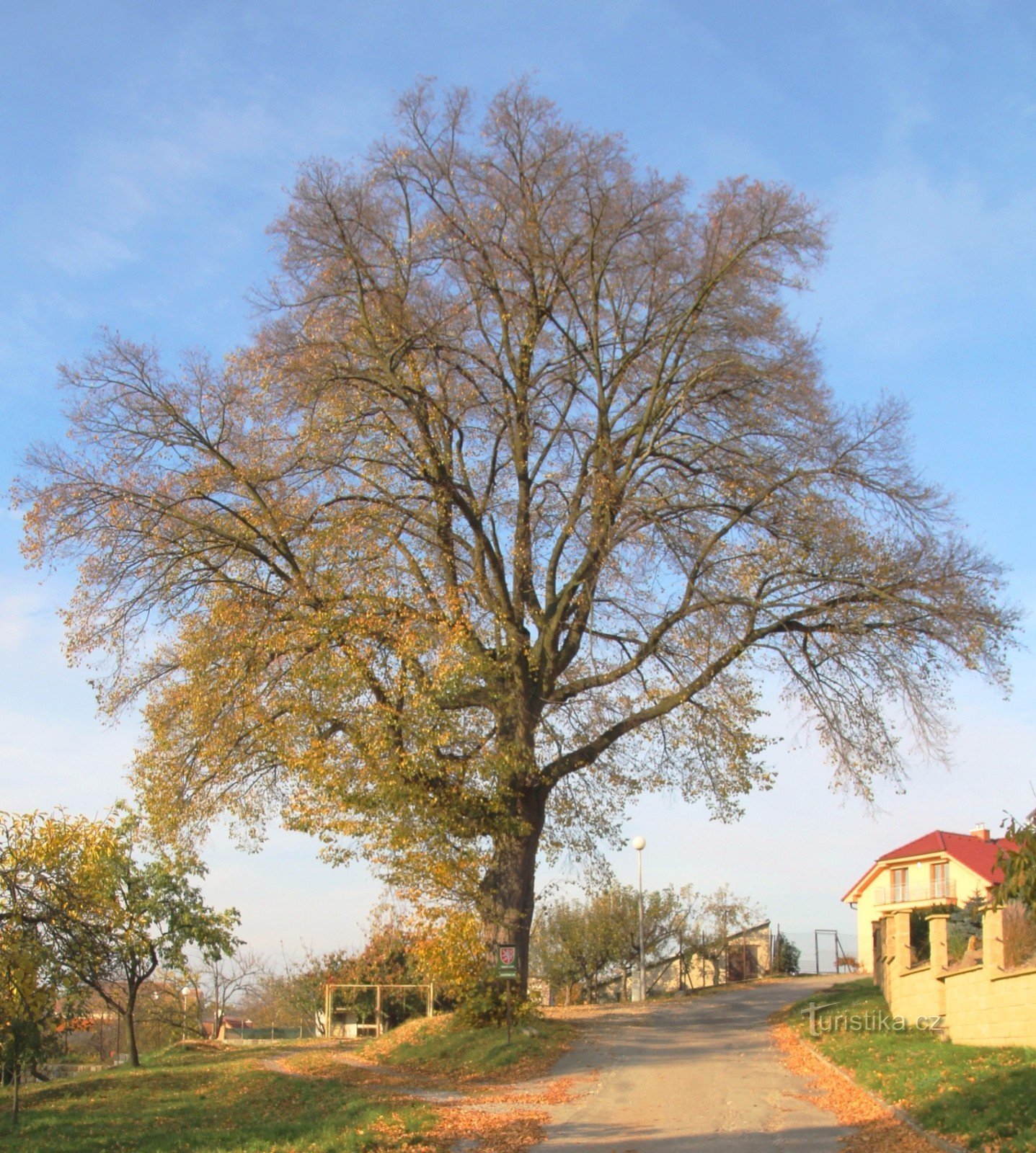 Jinacovica linden