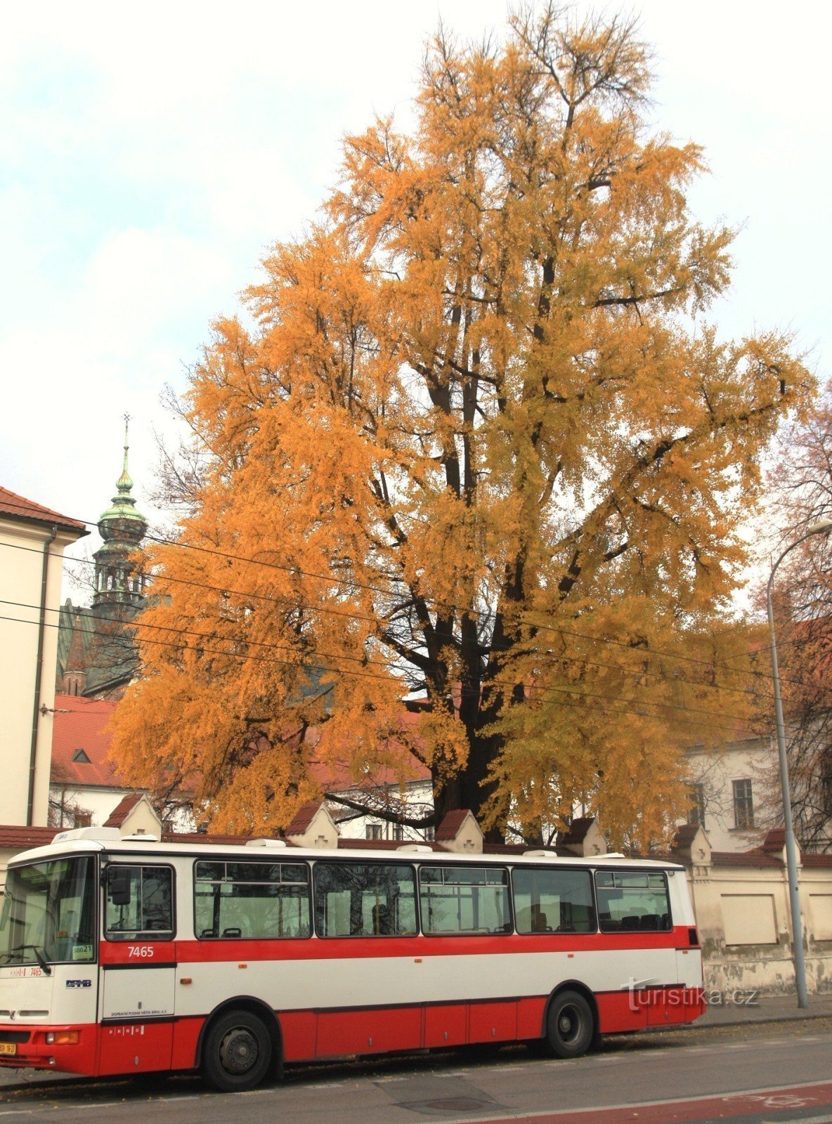 Gin cu doi lobi în mănăstirea Brno Veche