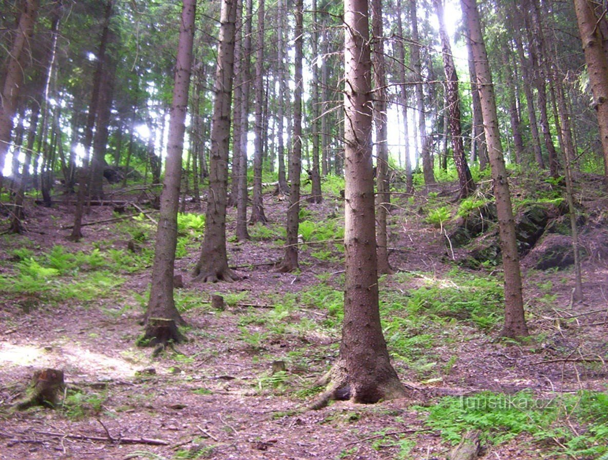 Jindřichov-東側からの城の丘の岩のある森-写真: Ulrych Mir.