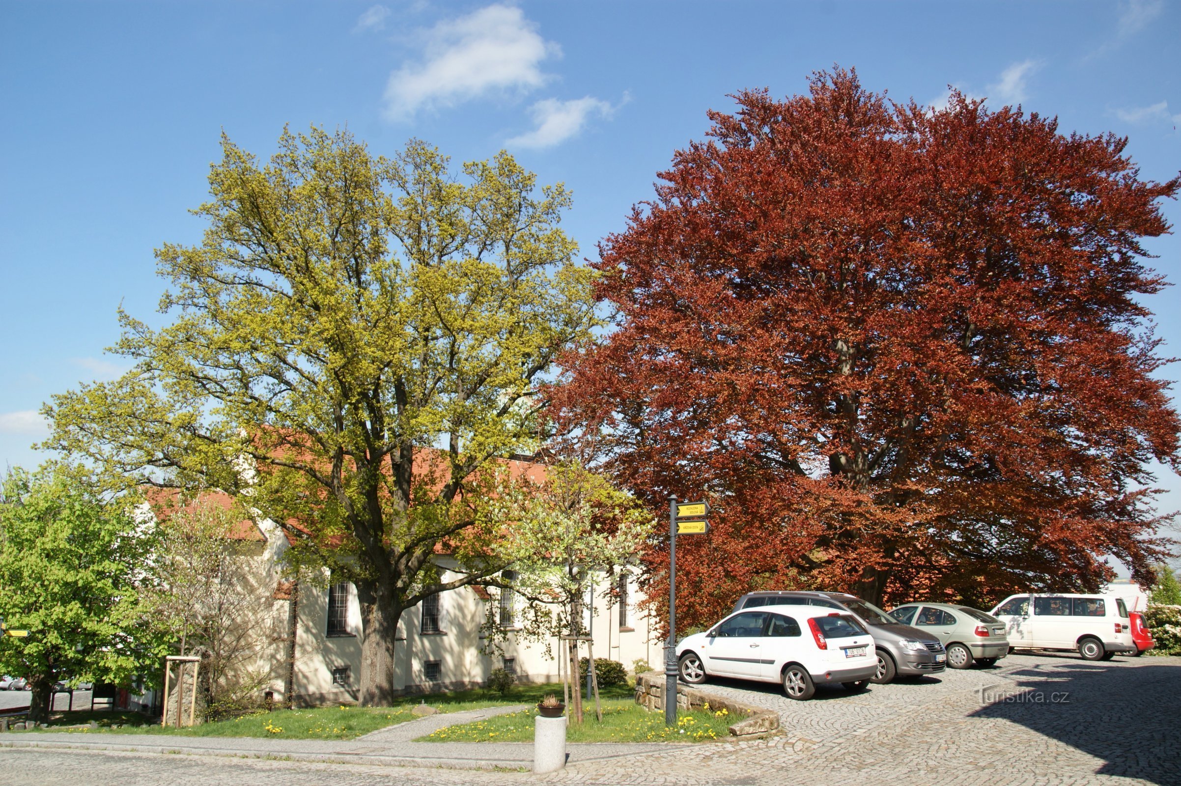 Jiřetín pod Jedlova – gedenkwaardige bomen