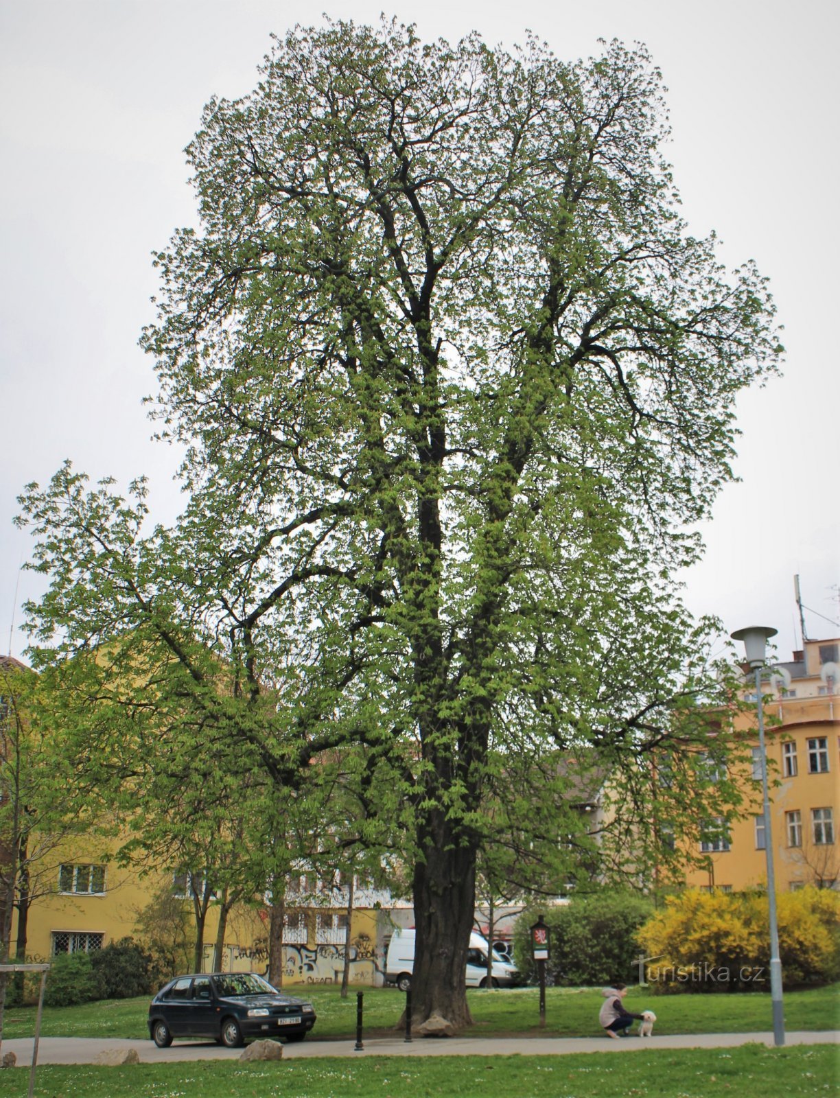 Jírovec April 11, 2018