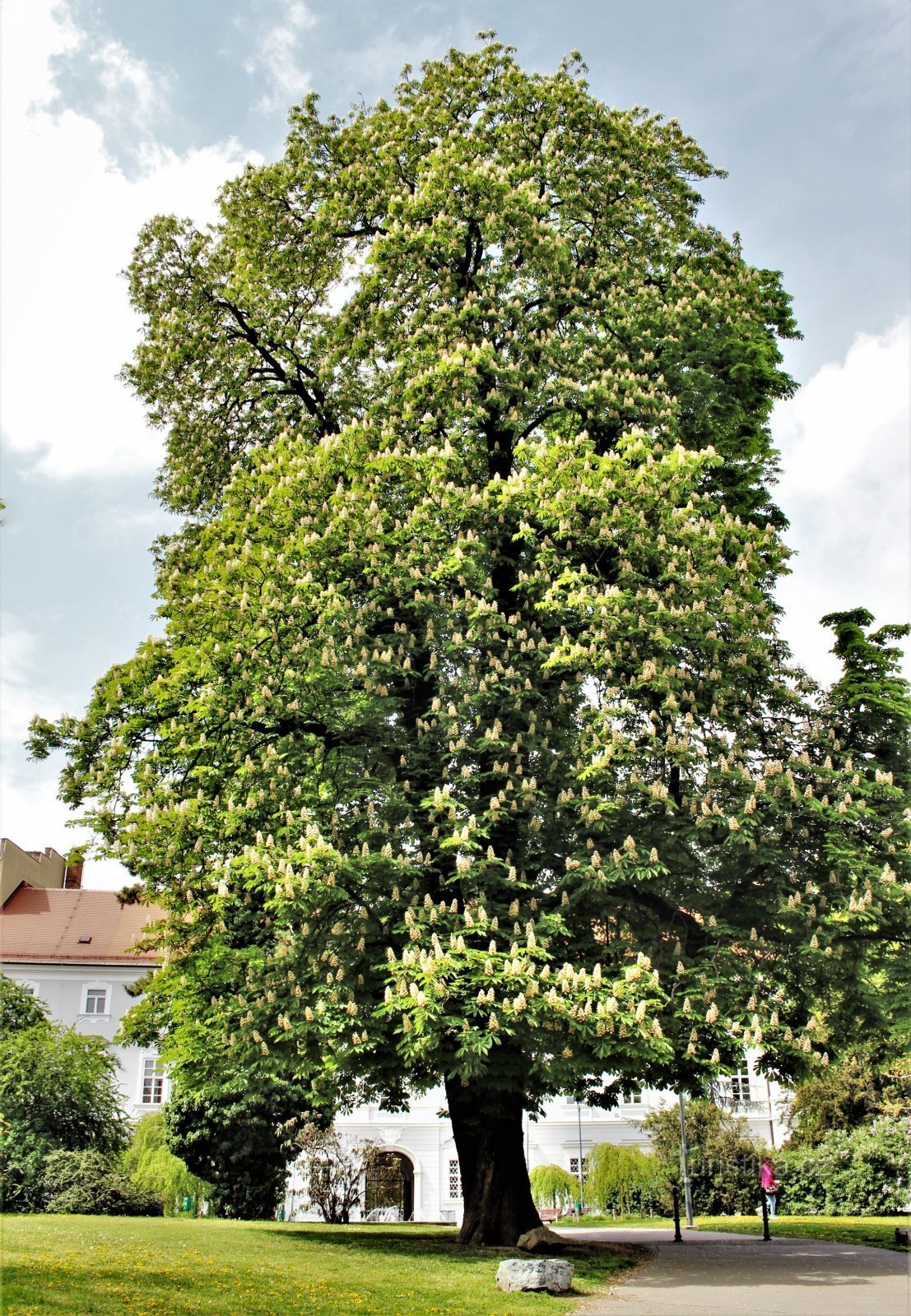 Jírovec 3 de mayo de 2019