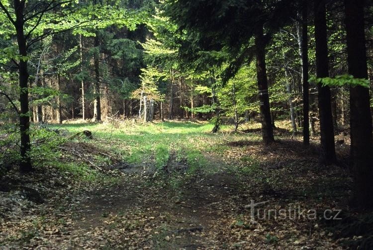 Джівіна: Звідси більш-менш прямо.