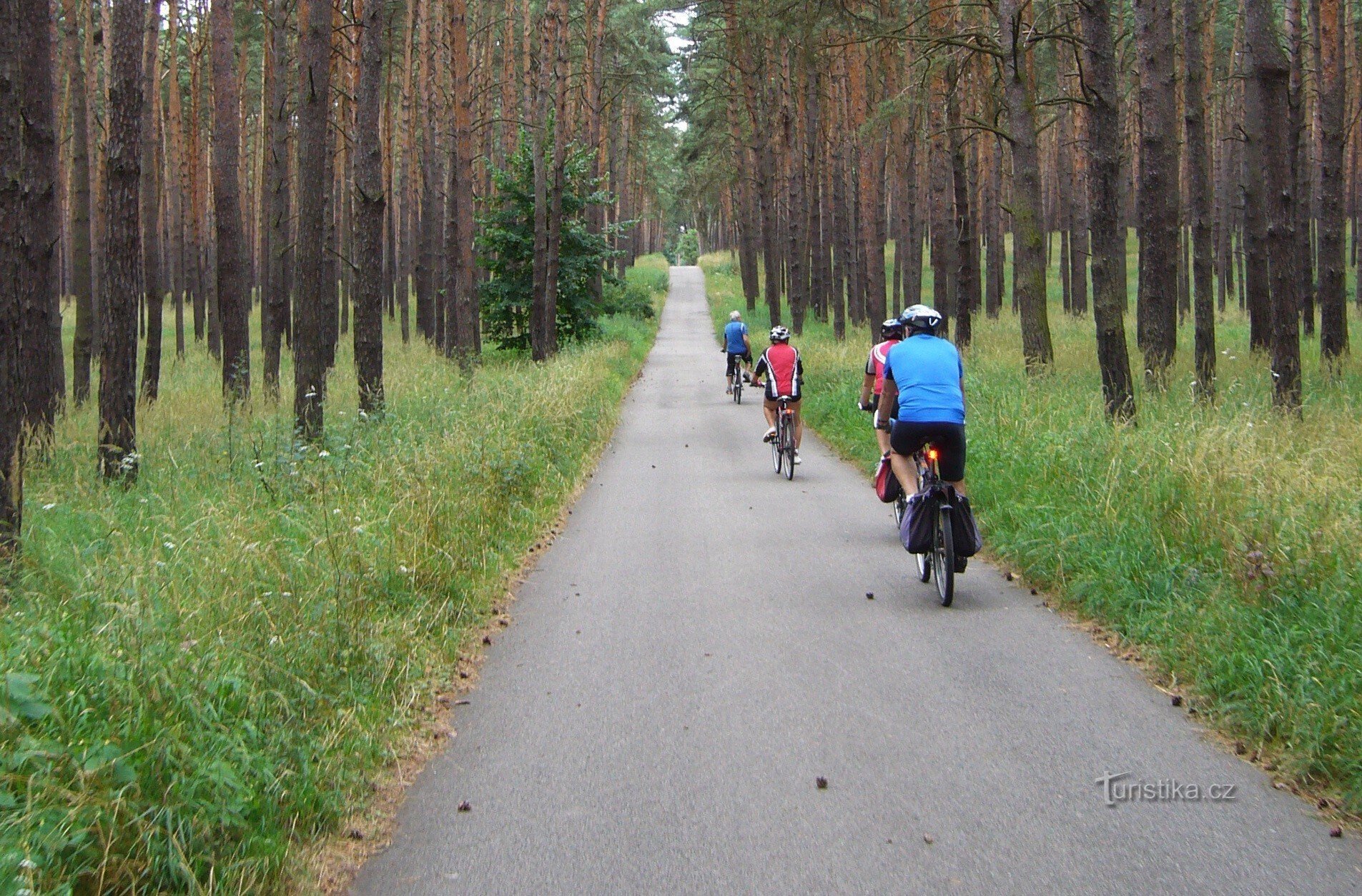 Conduire à travers la forêt est un plaisir...