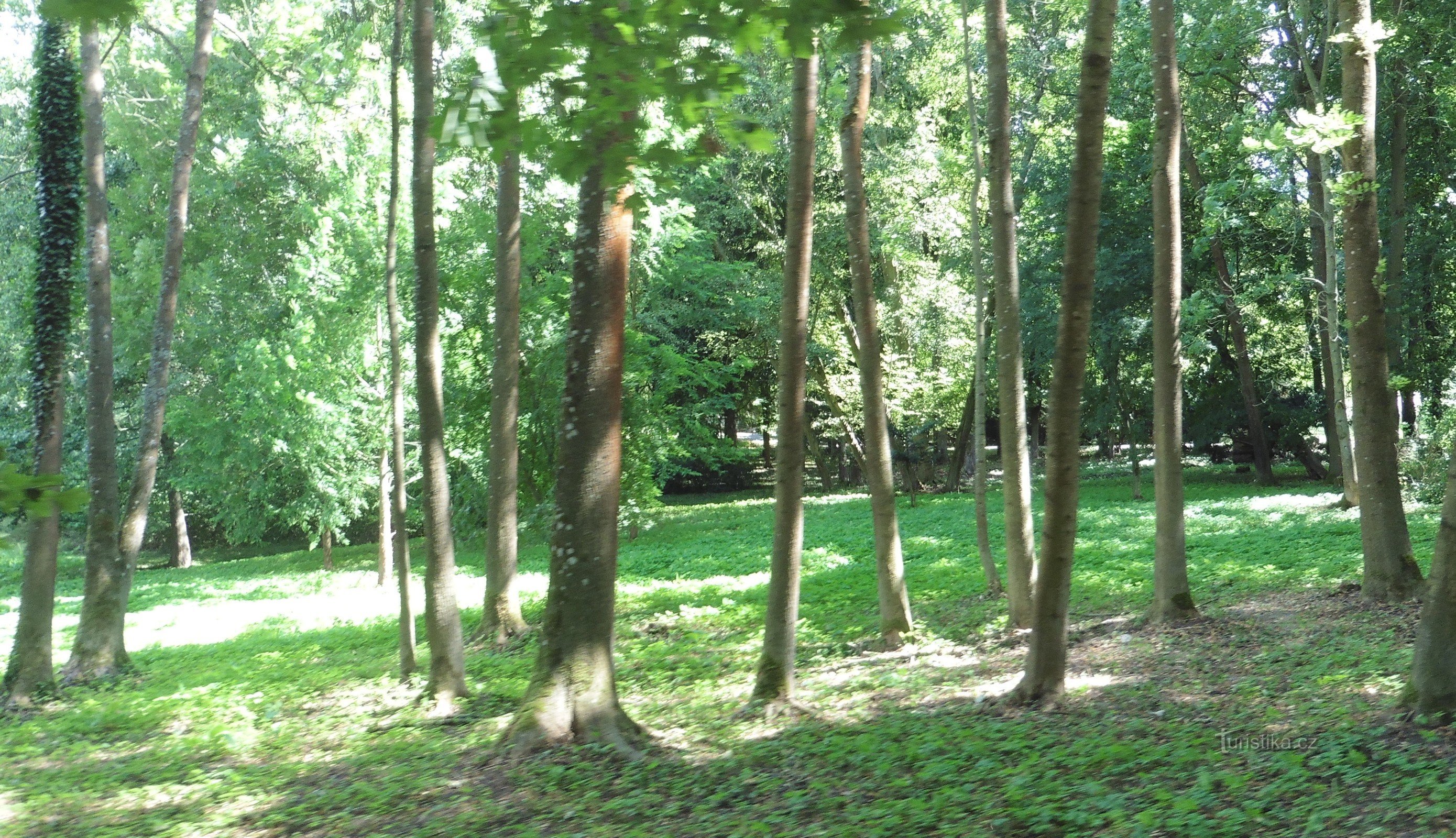 plimbare în pădurea parcului