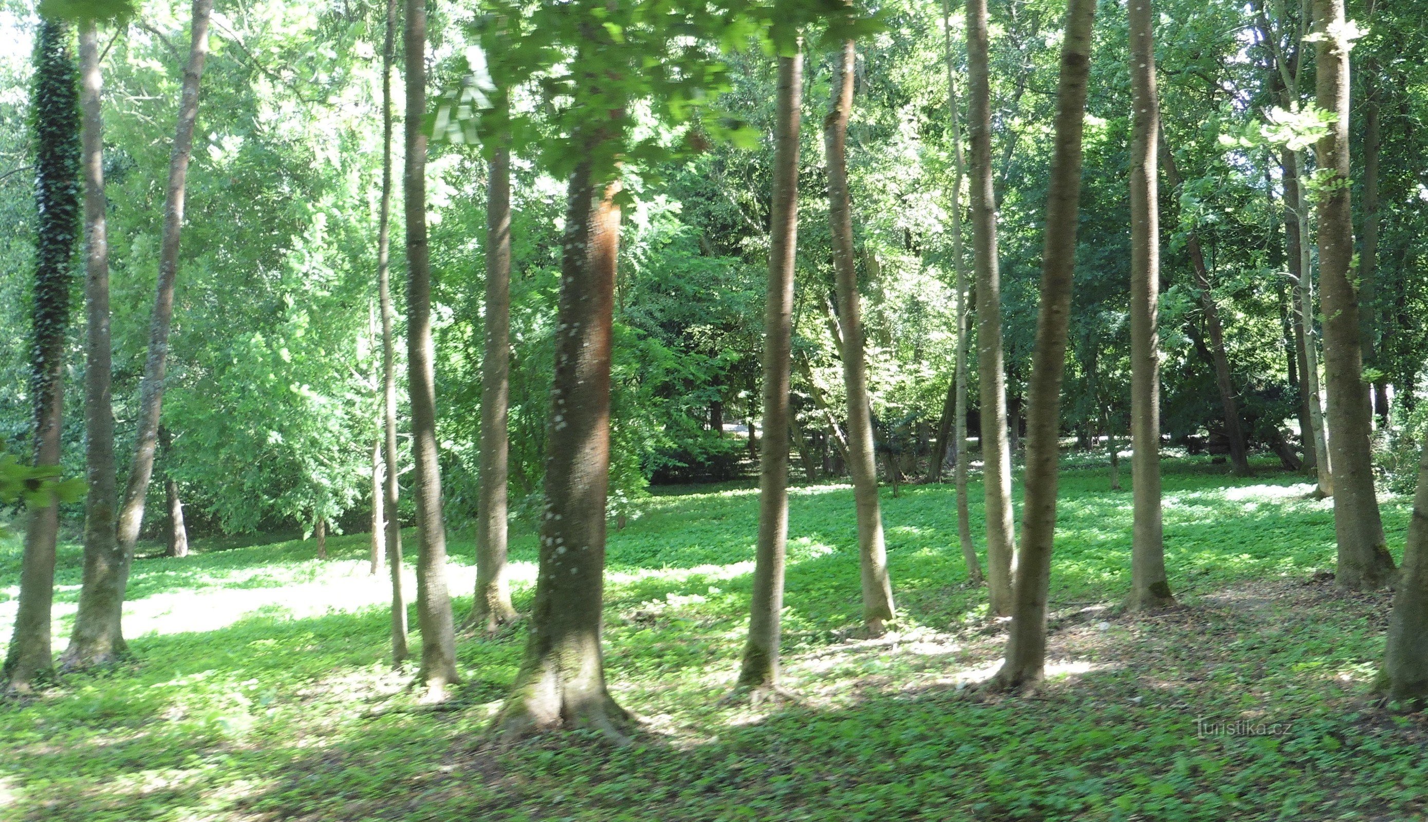 giro nella foresta del parco