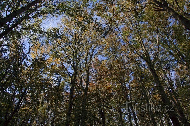 Jizera beeches in autumn