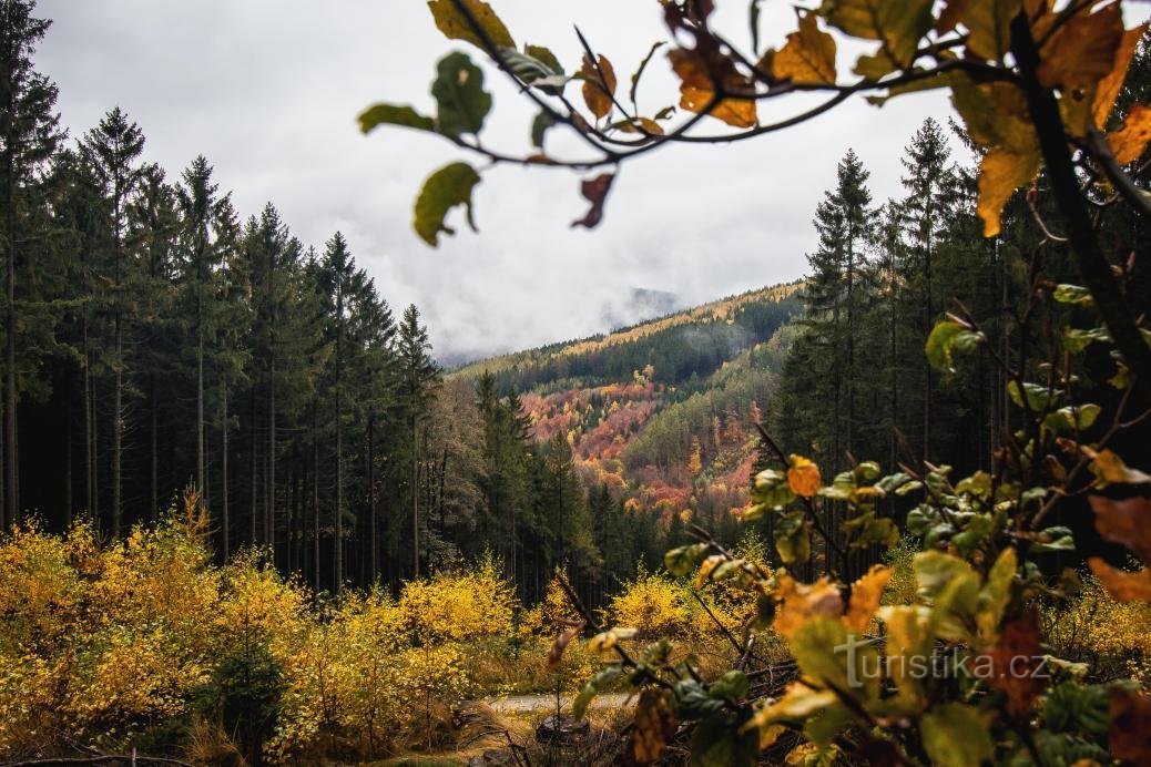 Forêts de hêtres des montagnes de Jizera