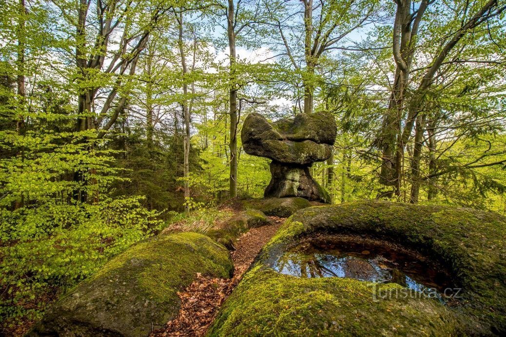 ジゼラ山脈のブナの木