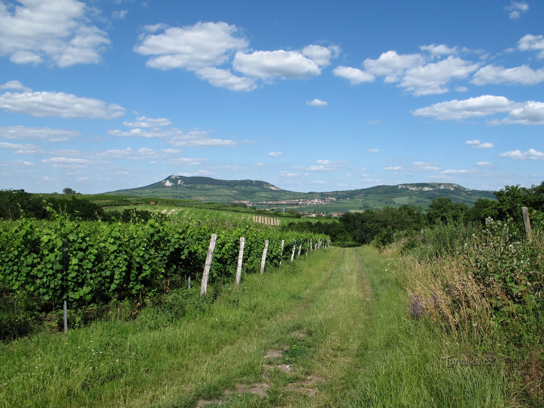 Južna Moravska: vinogradi na brdima Dunajovické