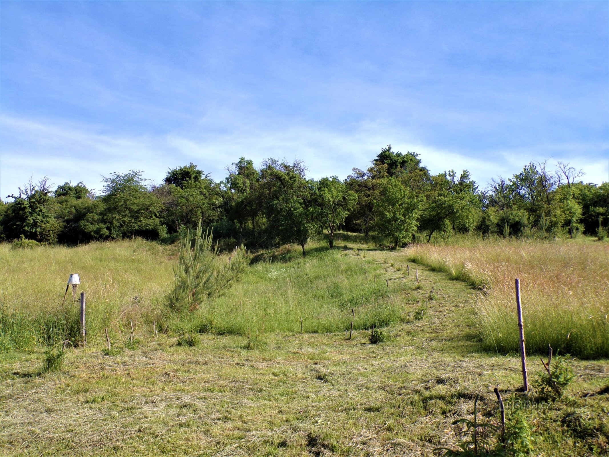 Turek-kukkulan etelärinteet (Jeníkovice, 15.6.2021)