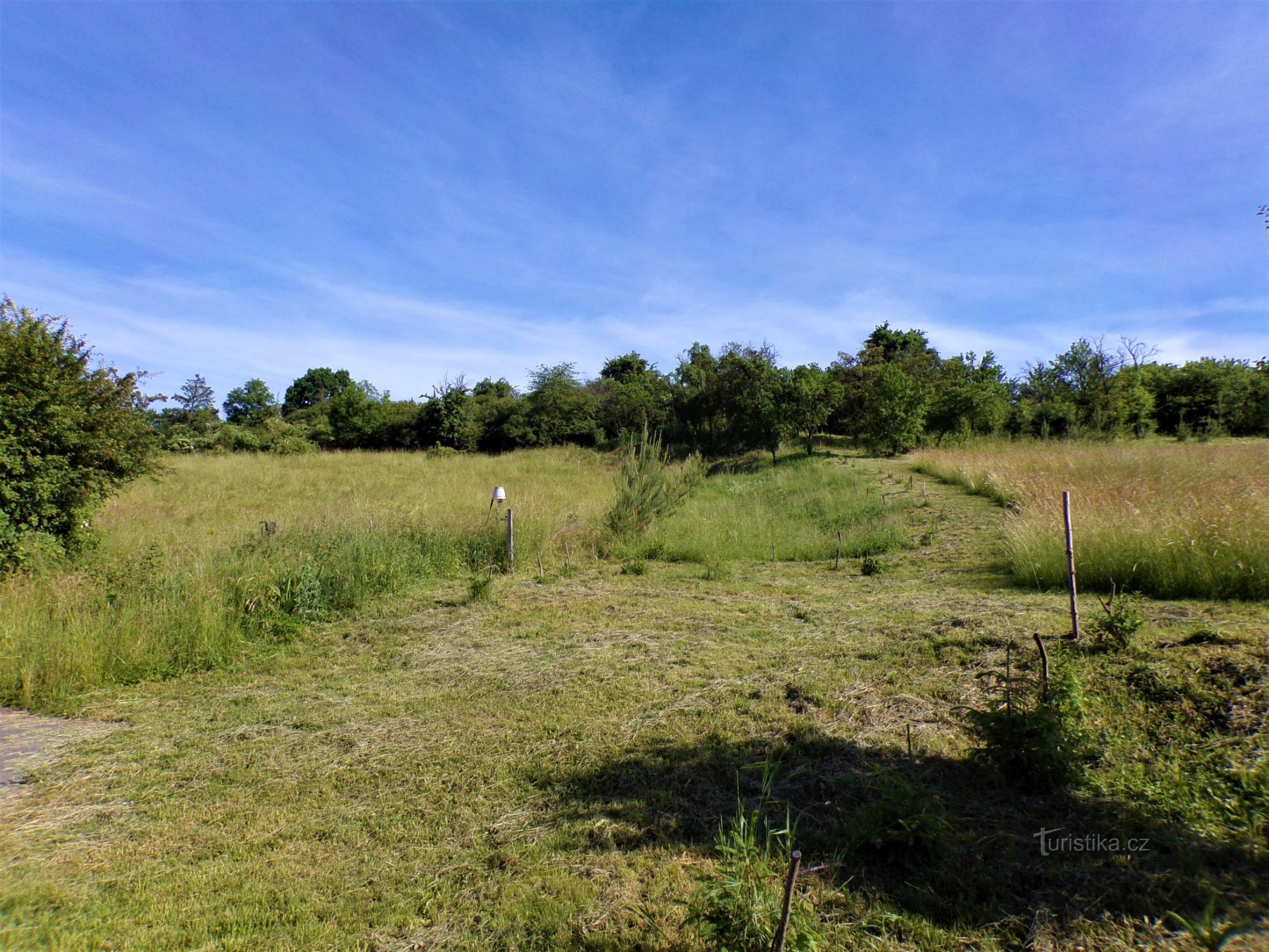 Turek-kukkulan etelärinteet (Jeníkovice, 15.6.2021)