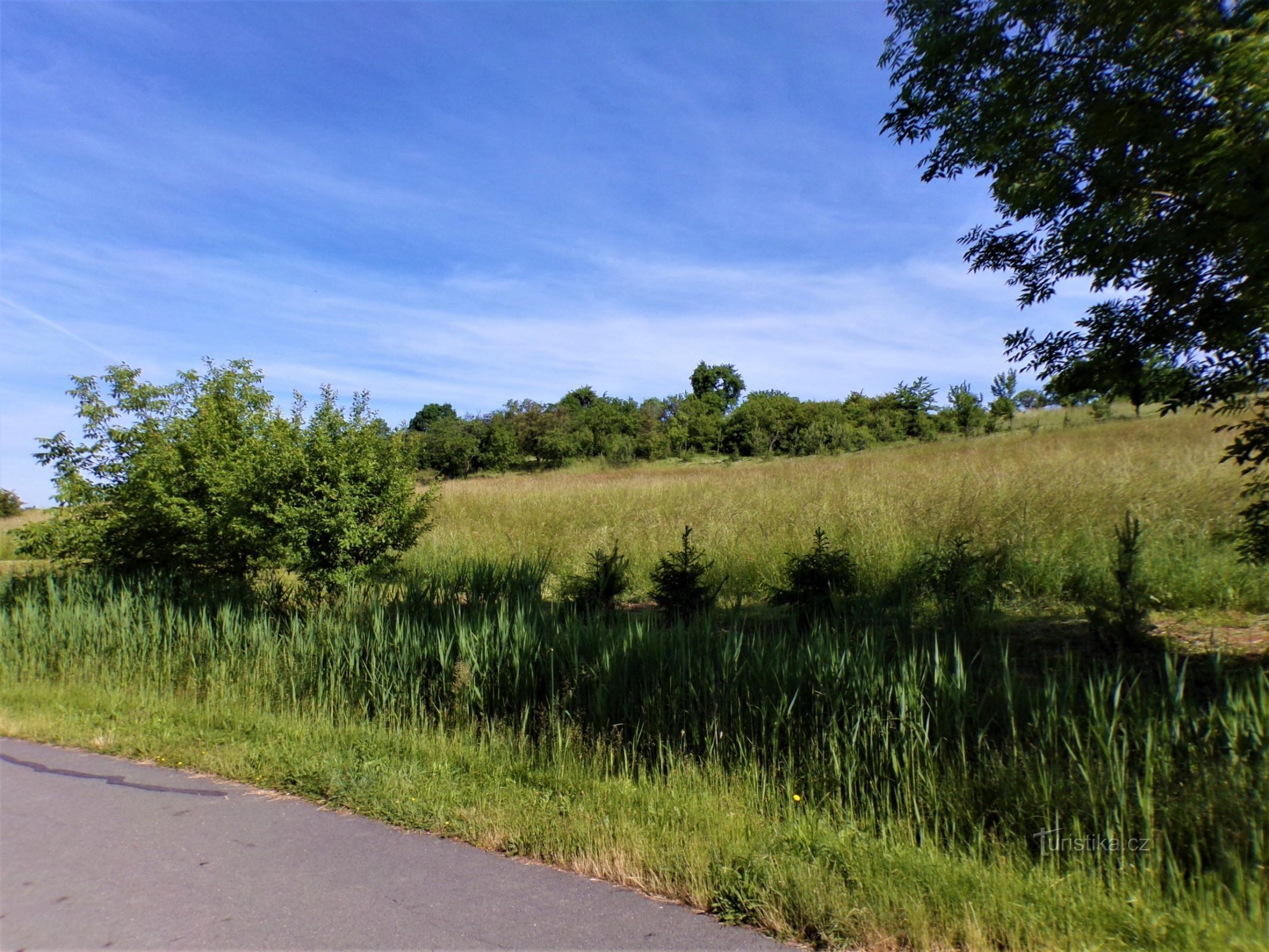 Jižní svahy kopce Turek (Jeníkovice, 15.6.2021)