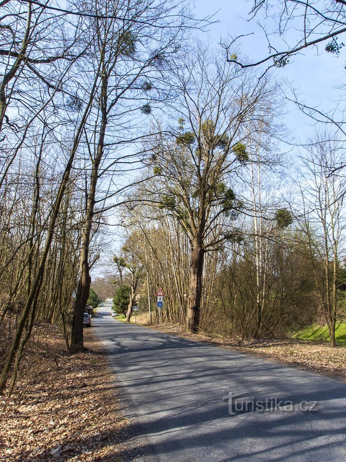 Mistletoe is plentiful around Litovla