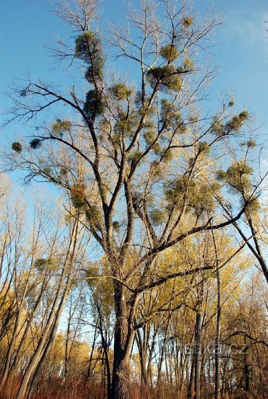 Mistletoe at Crooked Lake