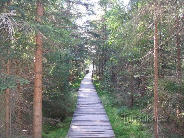 To the lake from the wayside path At the mossy lake