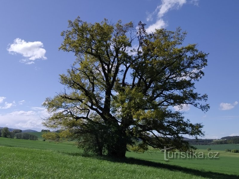 Nu există nicio potecă care să ducă la Vlkancké dub