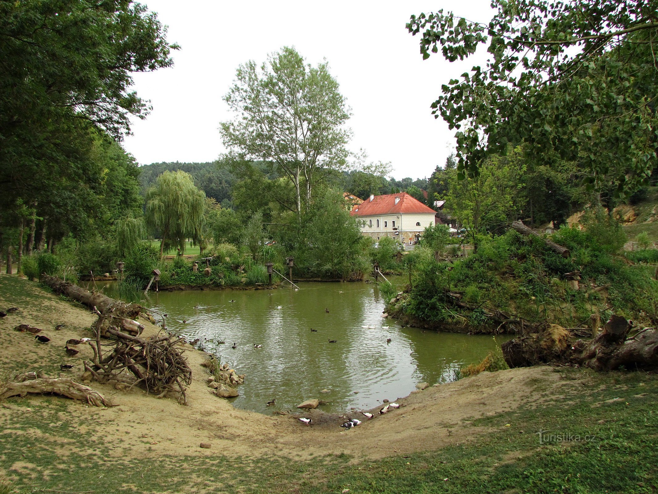 Duck paradise on Smraďavka