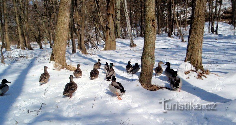 Patos junto al pozo