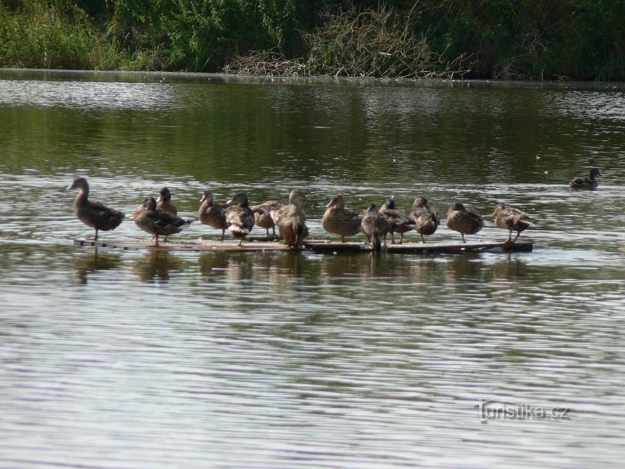 patos en una balsa