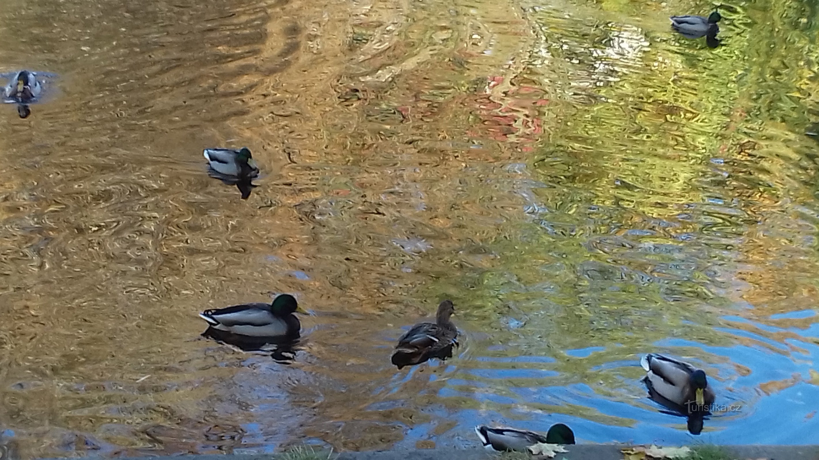 patke na površini vode