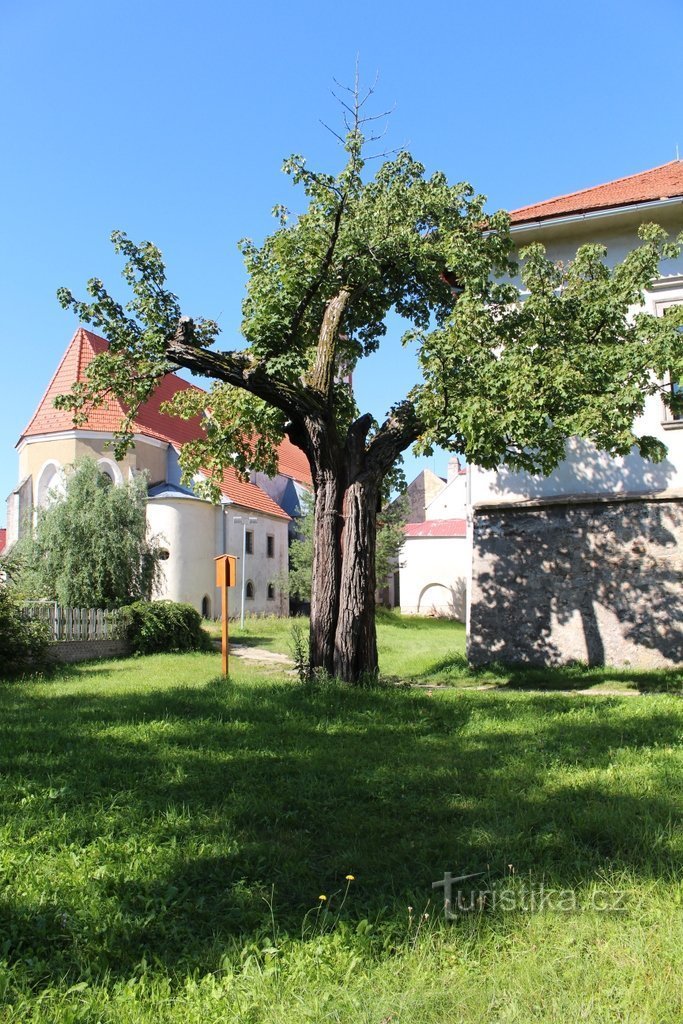 Kalopanax variegato, vista dal parco