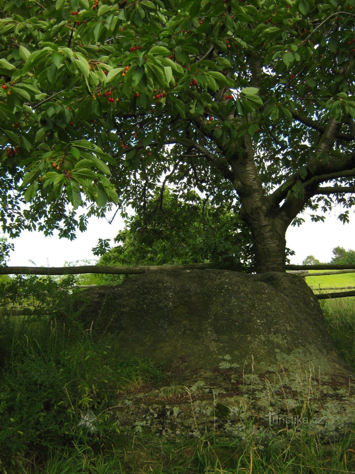 桜の木の下の石