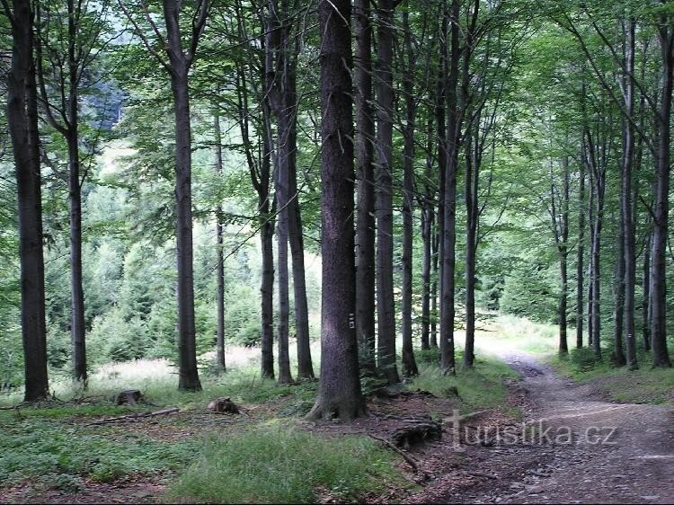 Kamenárka - Richtung Dlouha: Kamenárka - Richtung Dlouha