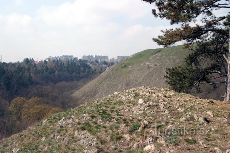 A stony peak with heat-loving flowers