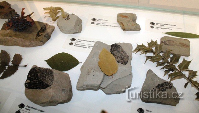The stone herbarium in the museum will also present several million-year-old fossils