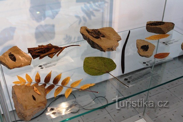 The stone herbarium in the museum will also present several million-year-old fossils