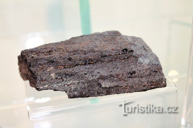 L'erbario di pietra del museo presenterà anche fossili di diversi milioni di anni