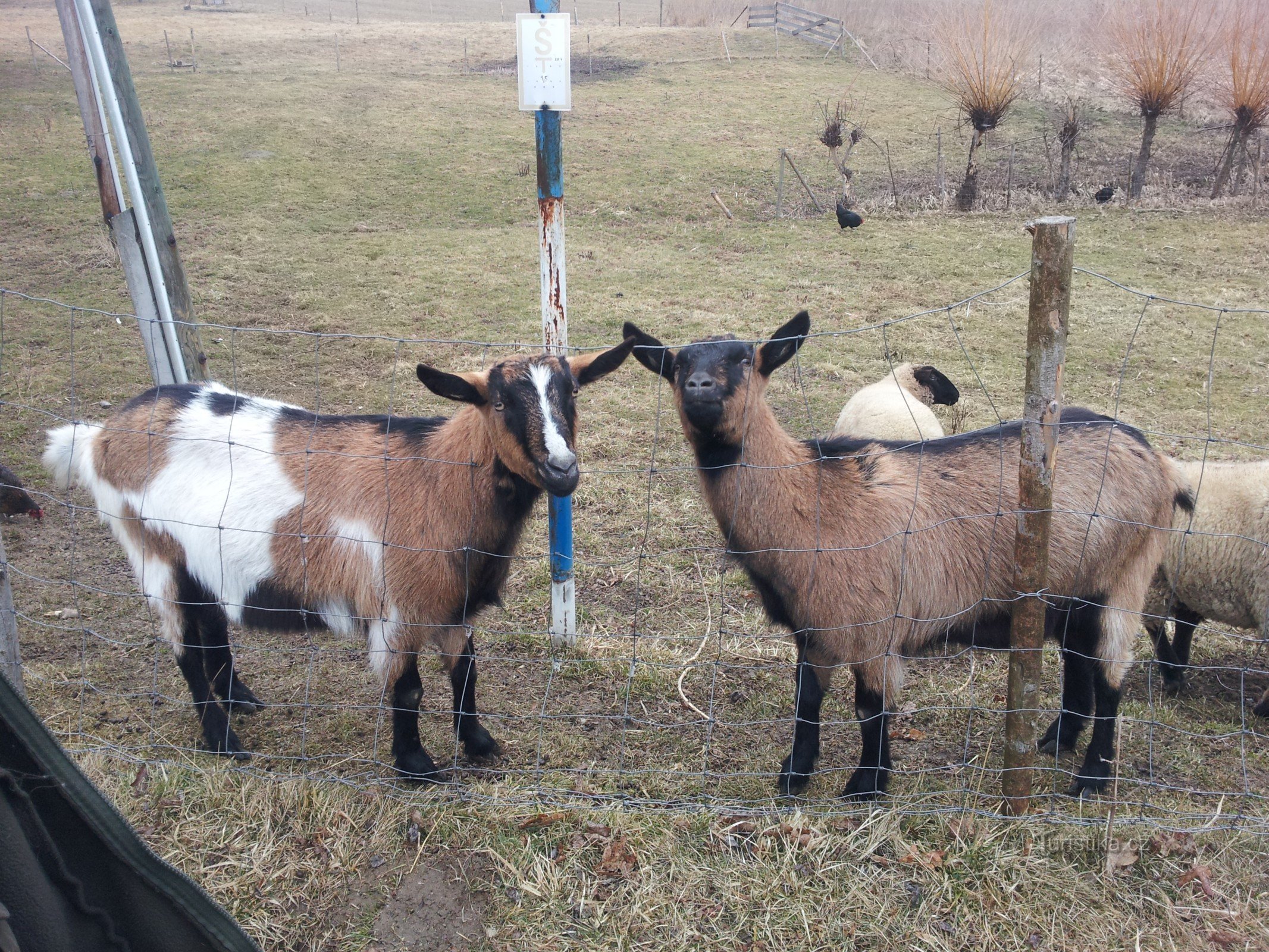 cabras camerunesas