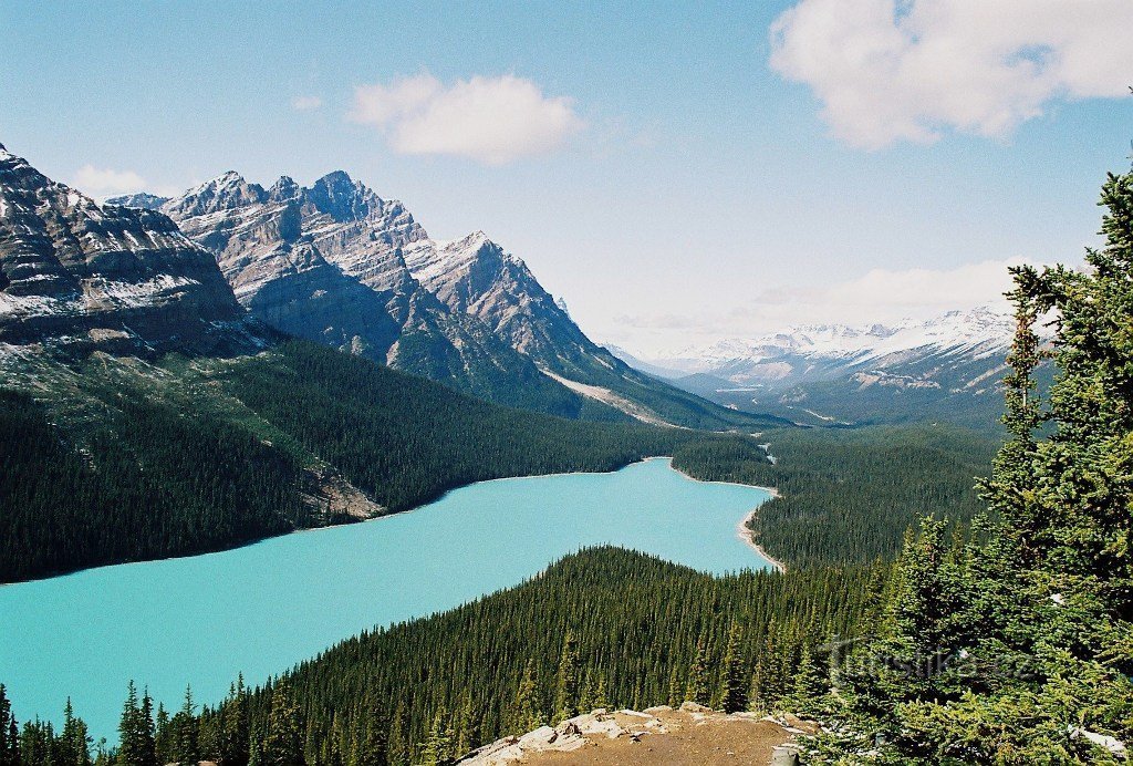 Kanada, jezero Peyto v narodnem parku Banff