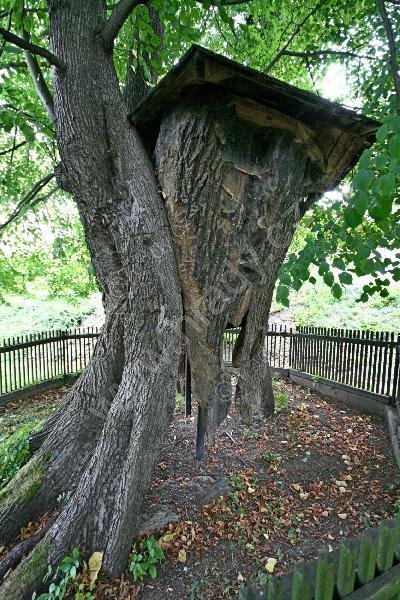 Kapistránská lípa