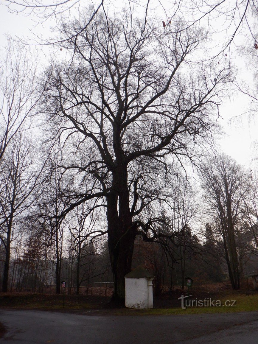 Kaplica i drzewo pamiątkowe w miejscowości Doksy