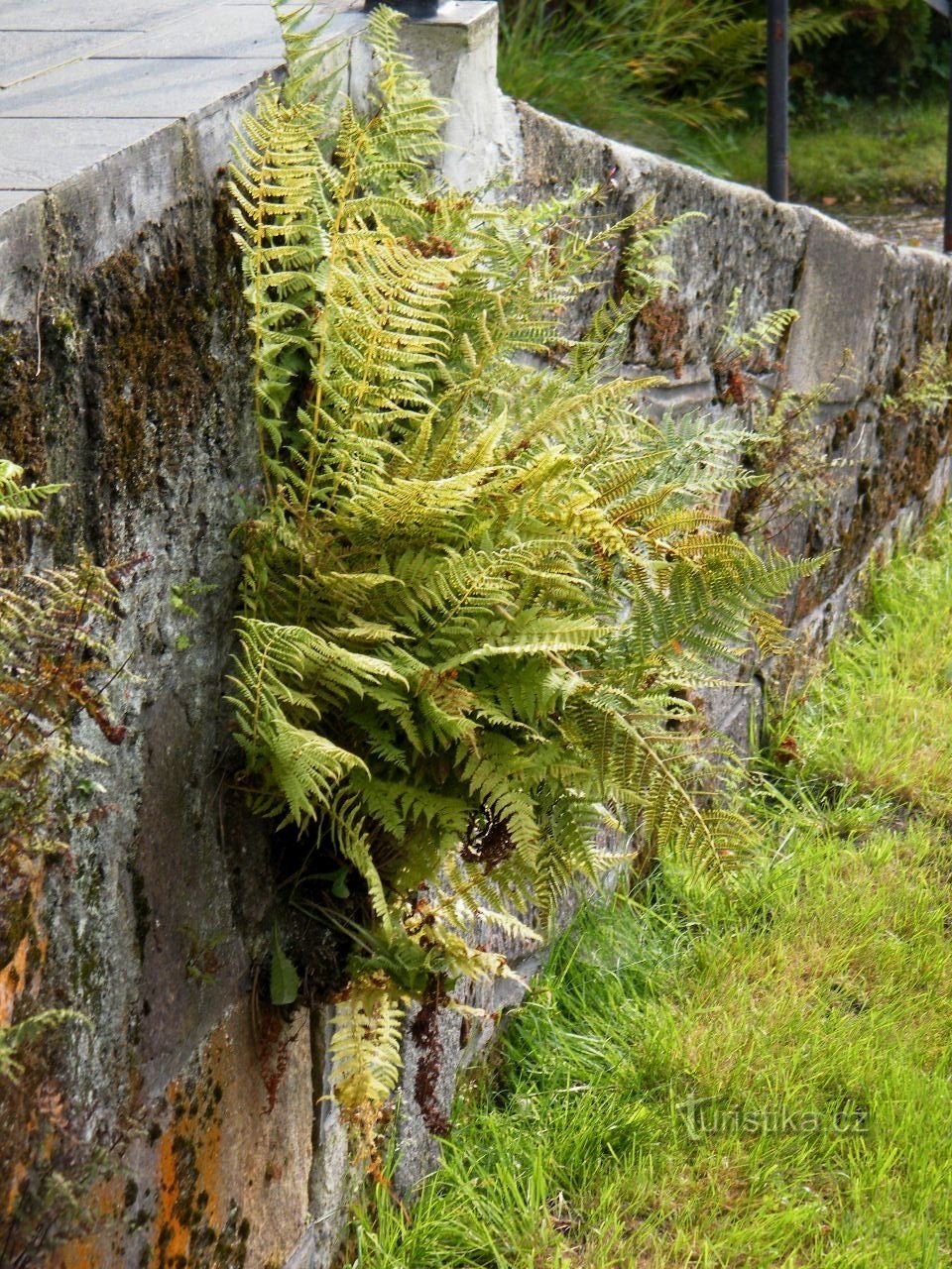 fern under the stairs