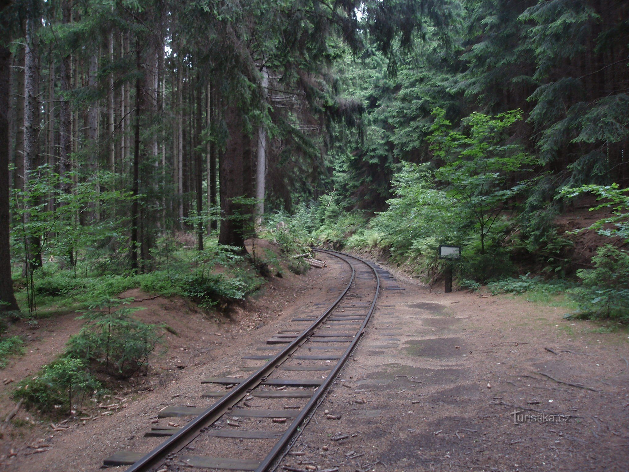 Karppi piilossa metsään