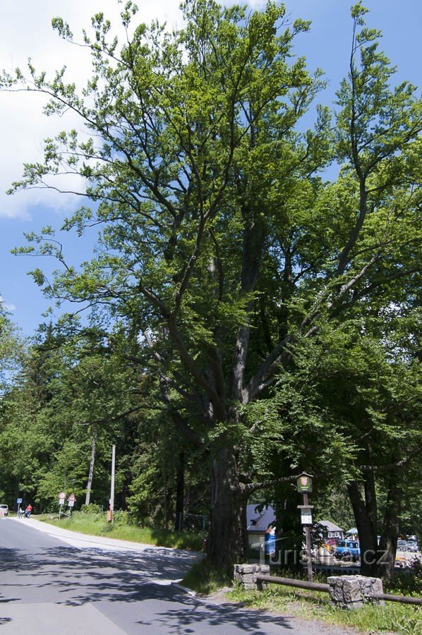 Karlova Studánka - Buk pod Hubertov