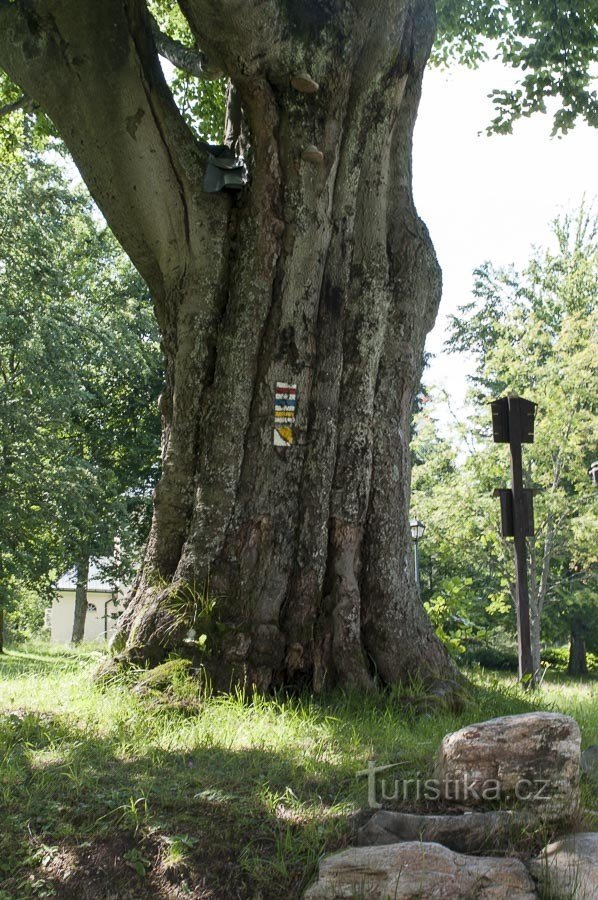 Karlova Studánka – Beech tree near the kindergarten